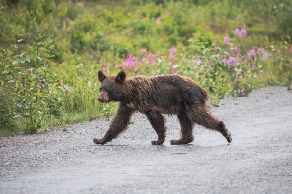 Bear   1 by Laurie Kindred